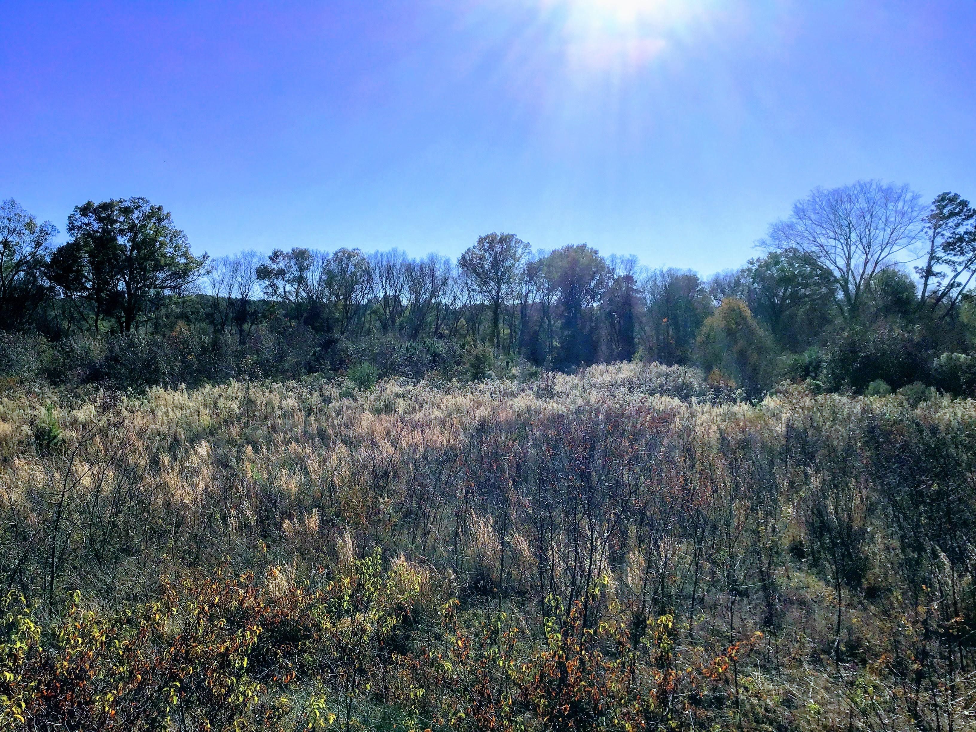 115 acres in Morris County, Texas