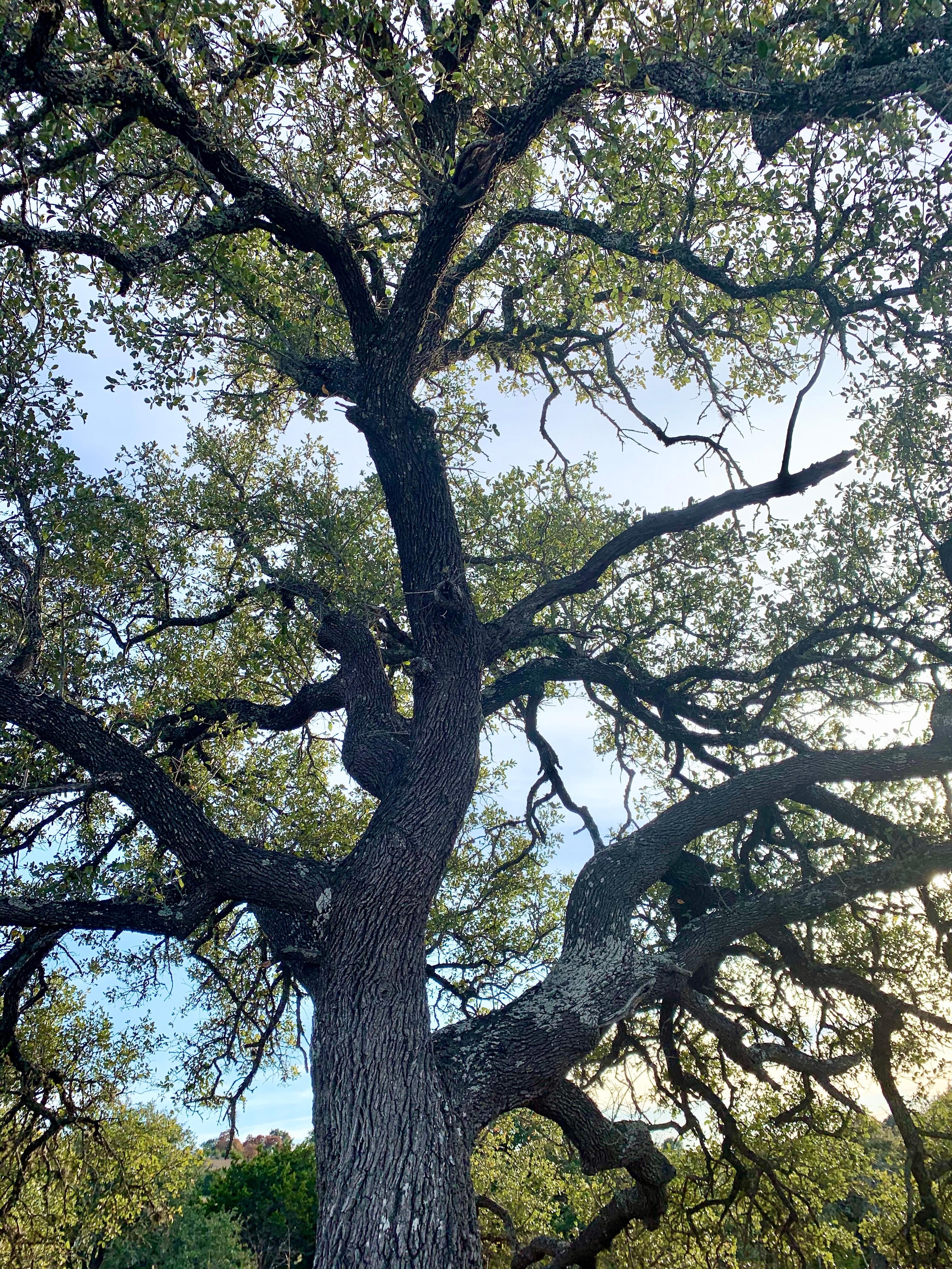 5.03 acres in Blanco County, Texas