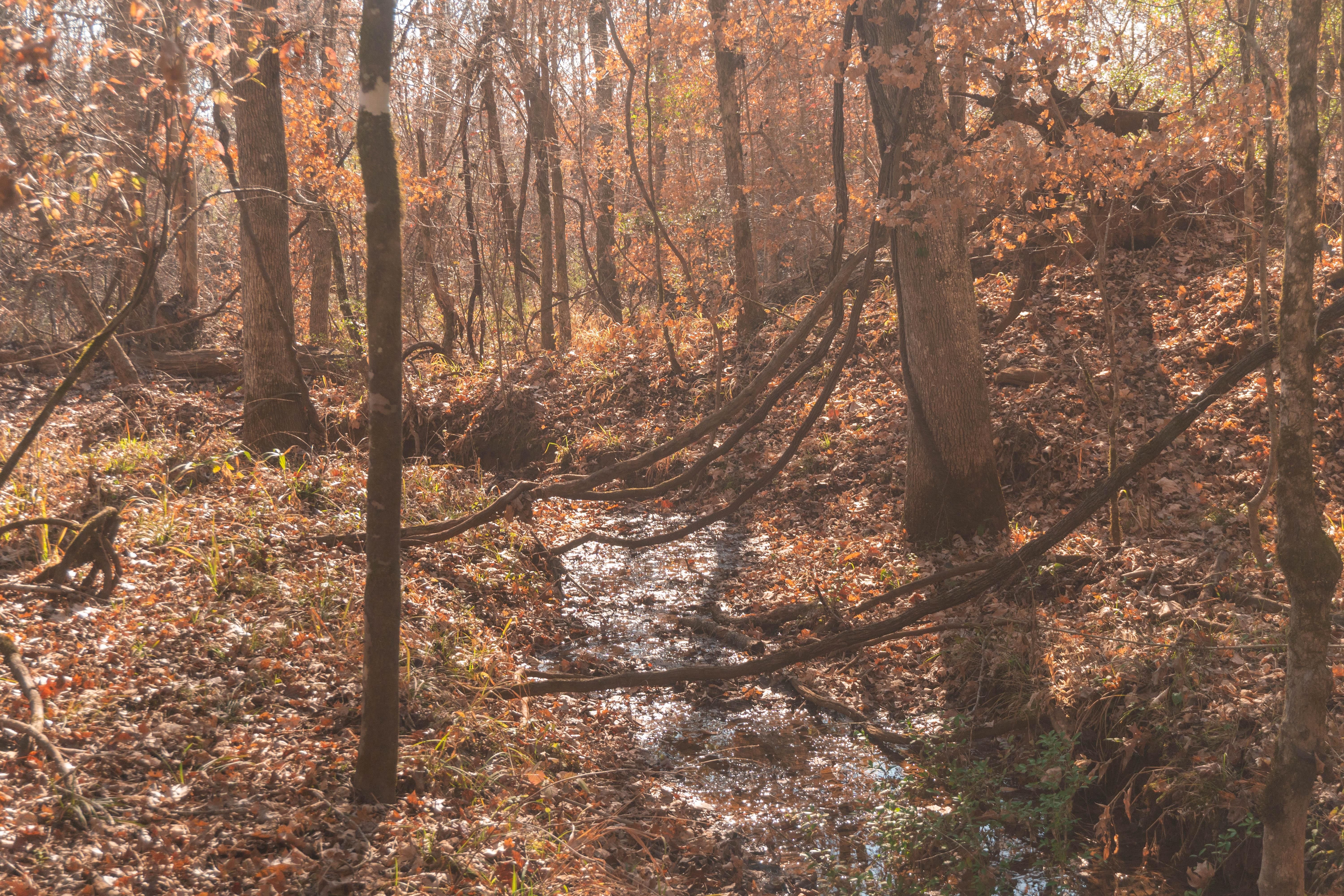 62.00 acres in Sabine County, Texas