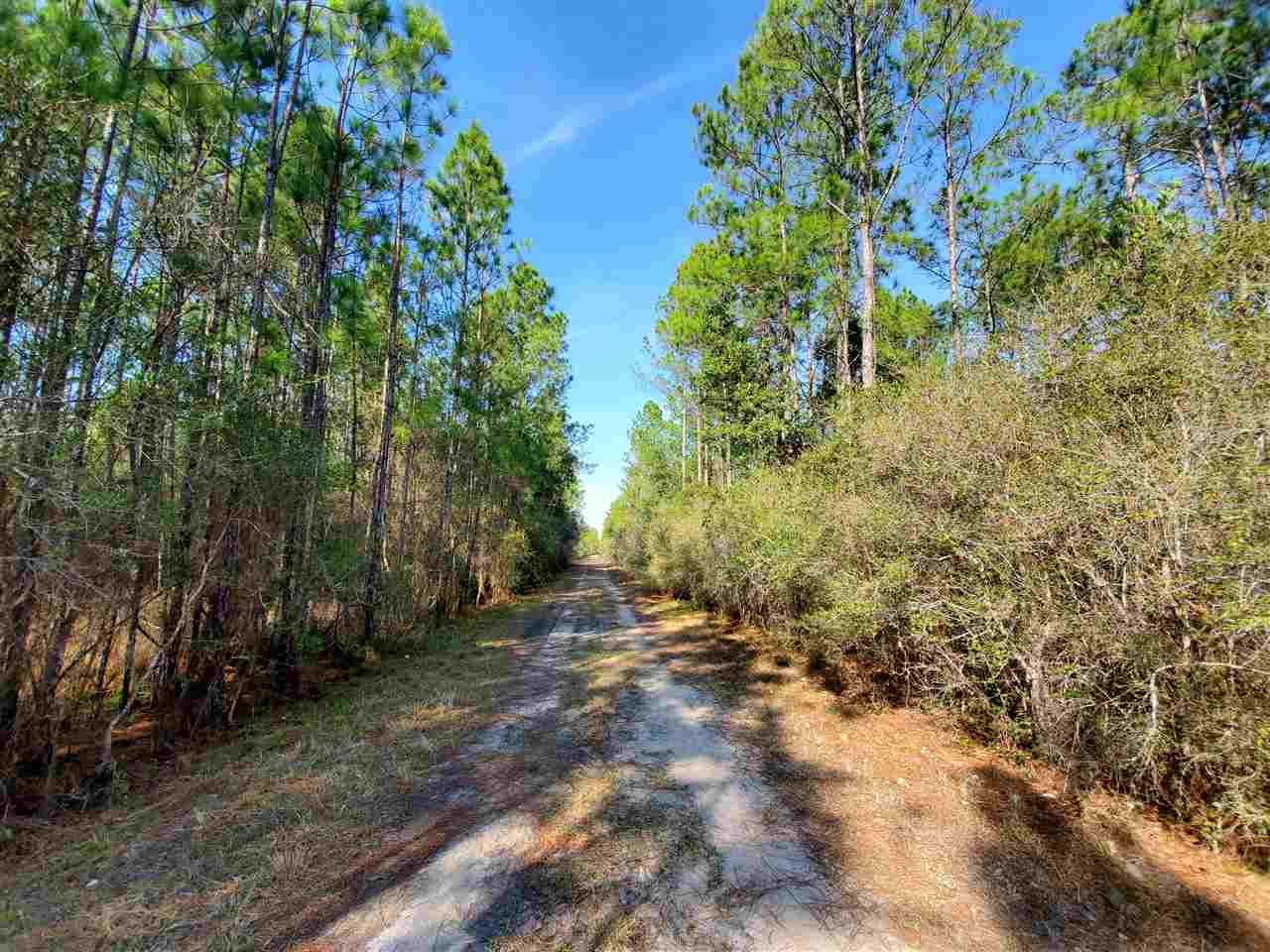 55 acres in Taylor County, Florida
