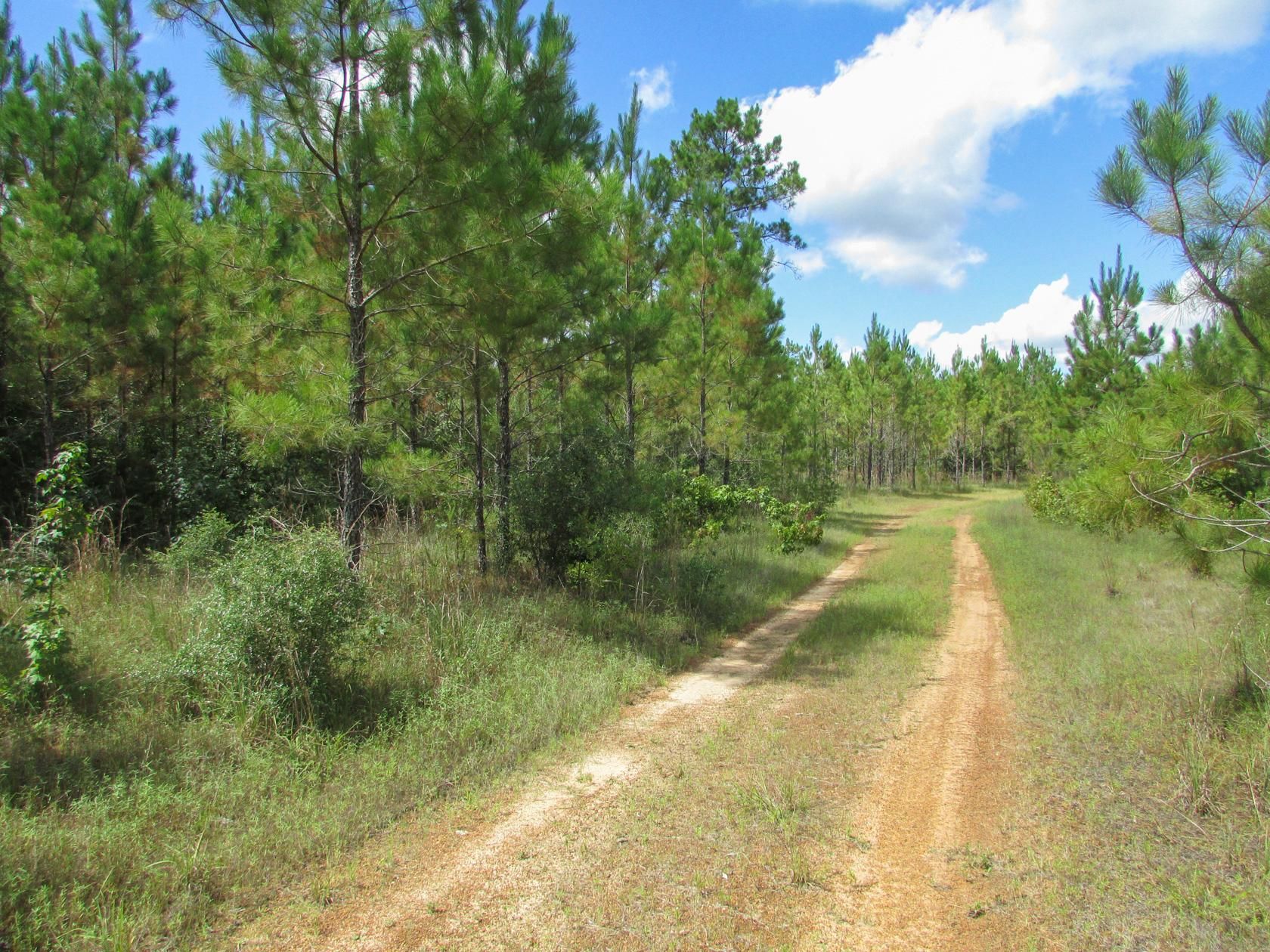 27.99 acres in San Jacinto County, Texas