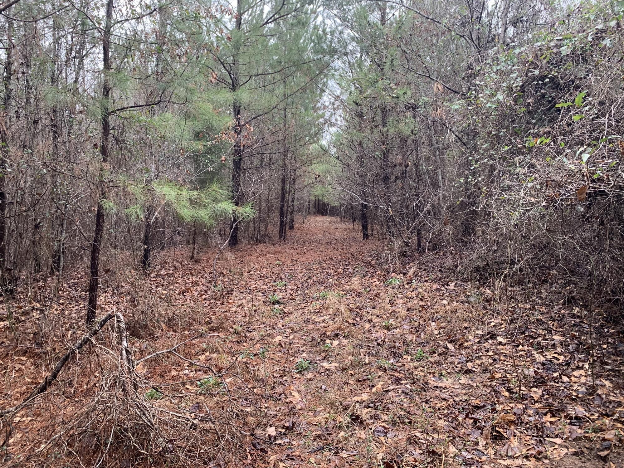 40 acres in Tuscaloosa County, Alabama