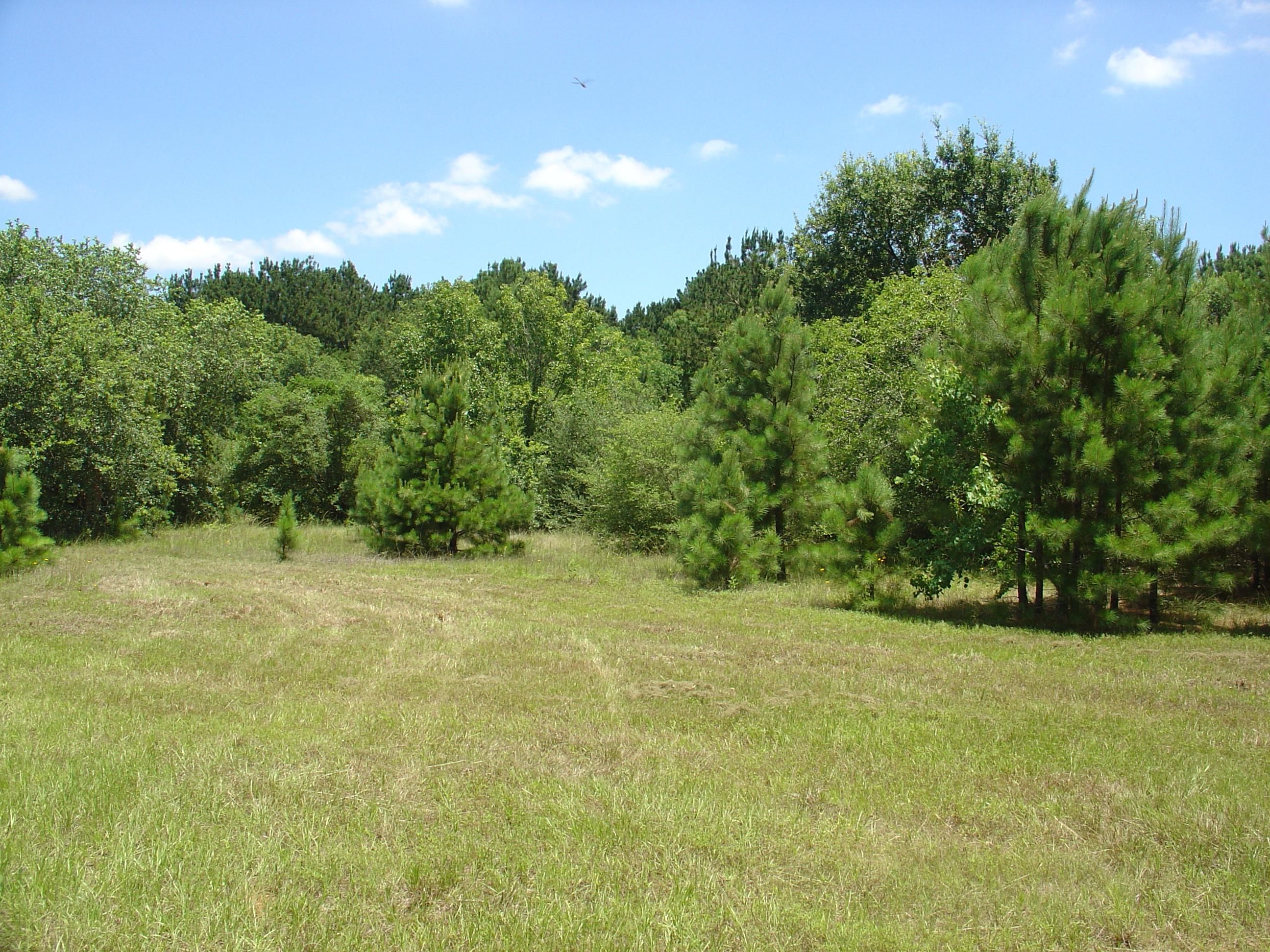 16.77 acres in Waller County, Texas