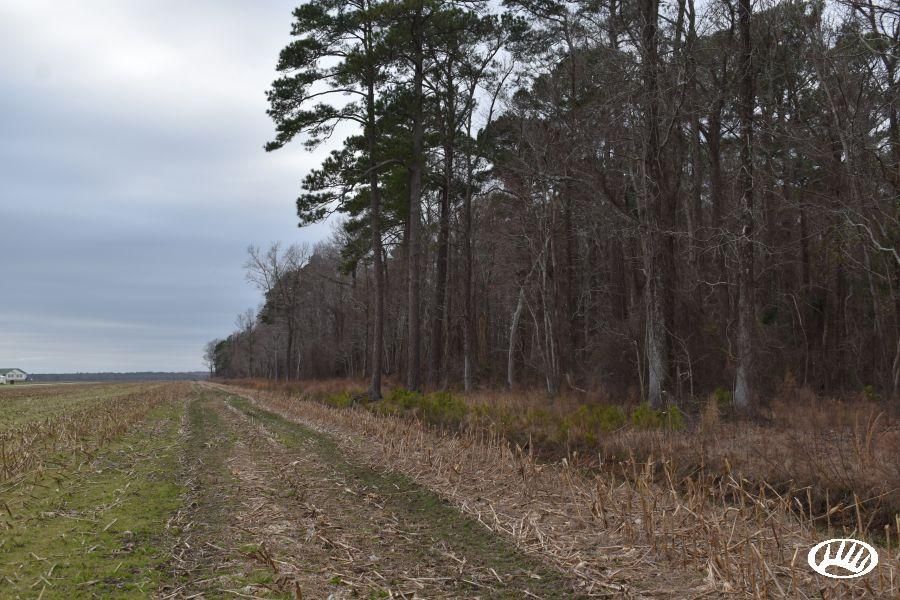 25.37 acres in Hyde County, North Carolina