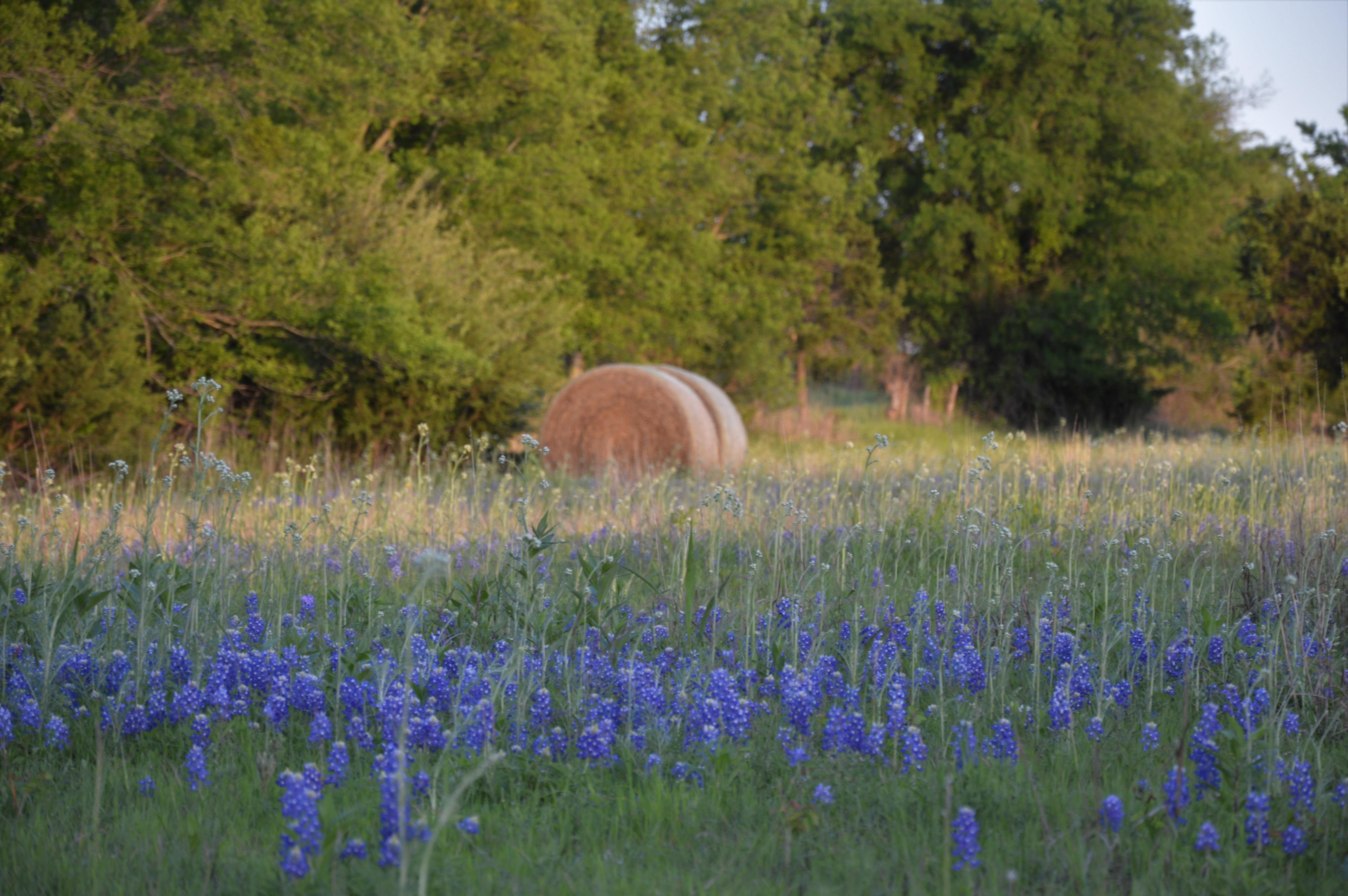 23 acres in Bosque County, Texas