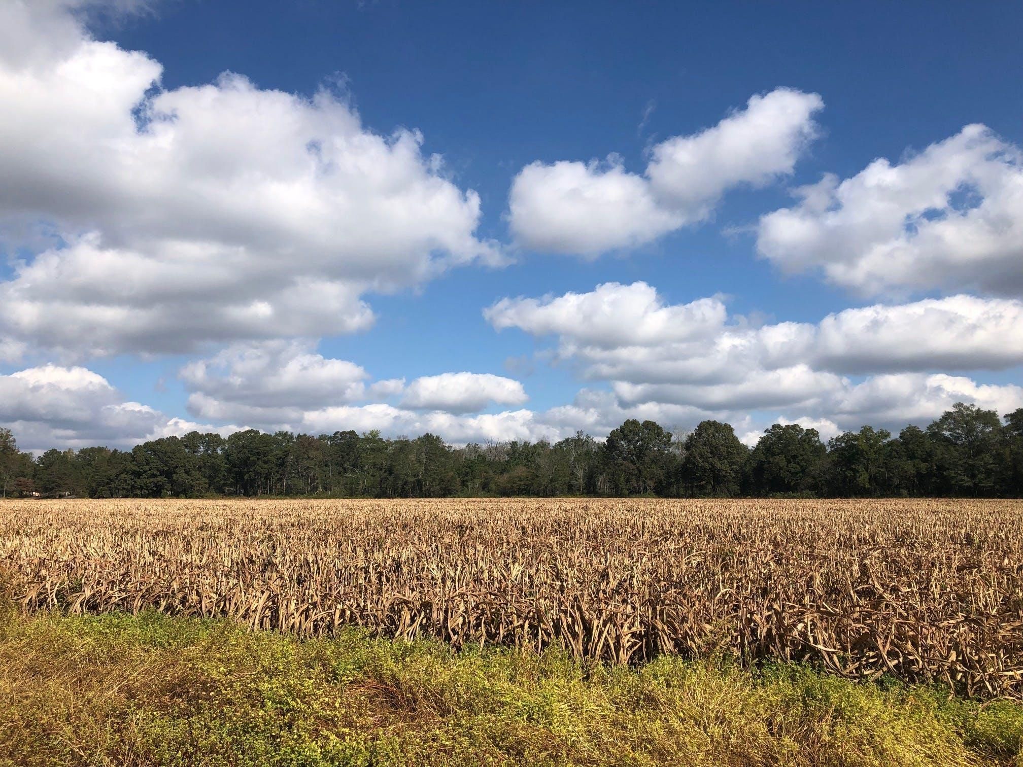 32.02 acres in Scotland County, North Carolina