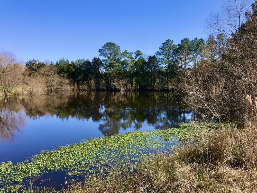 291 acres in Edgefield County, South Carolina