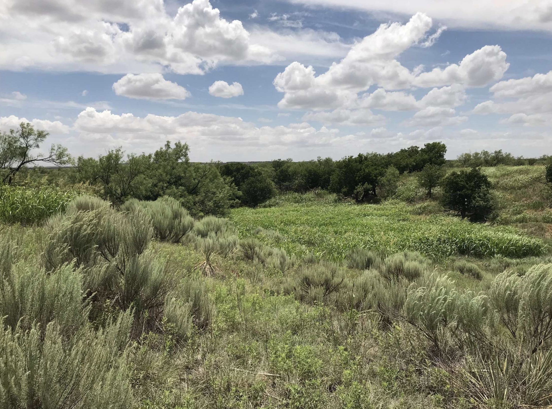 642 acres in Collingsworth County, Texas