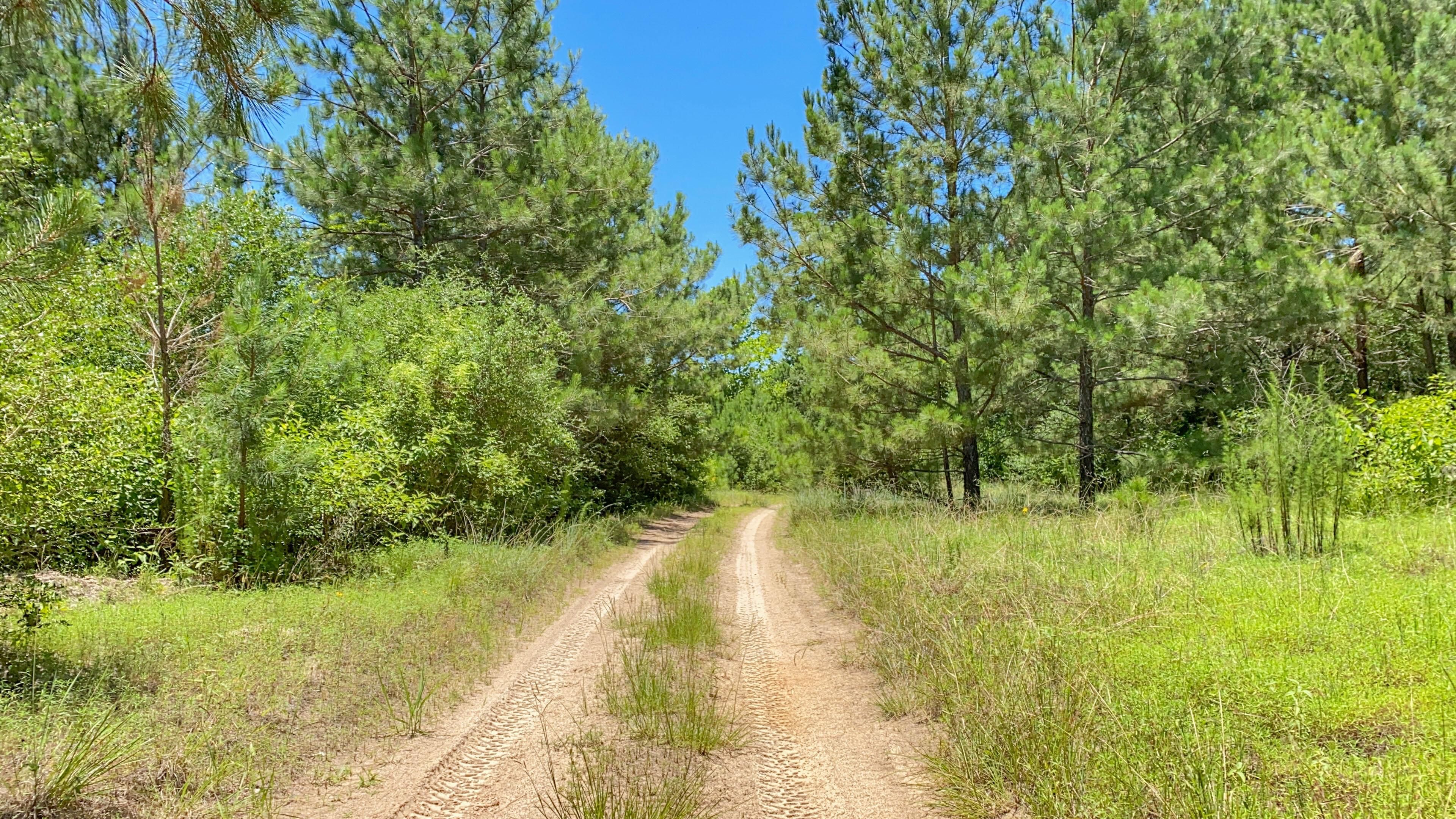 1597.00 acres in Polk County, Texas