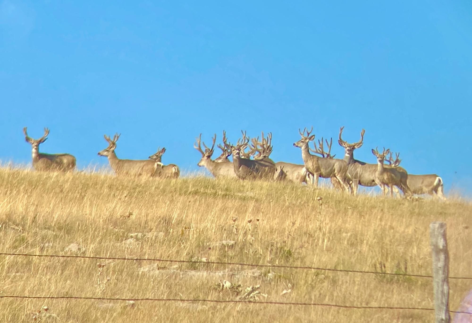 1,000 acres in Judith Basin County, Montana