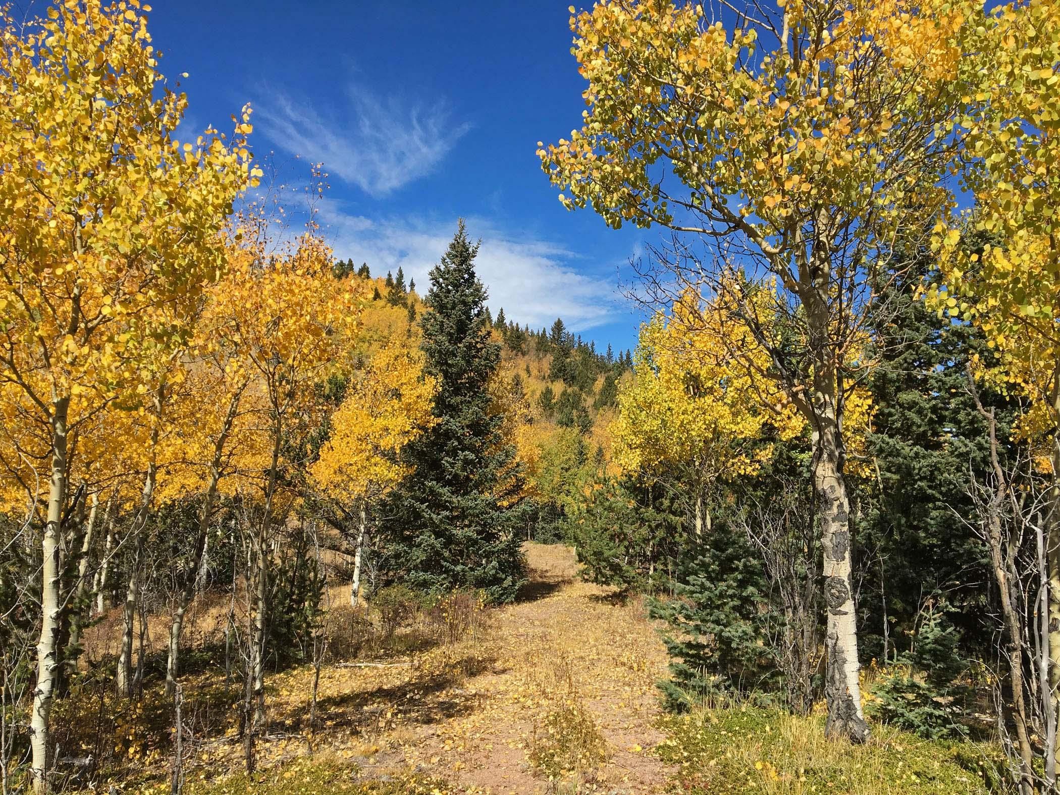 9.8 acres in Teller County, Colorado
