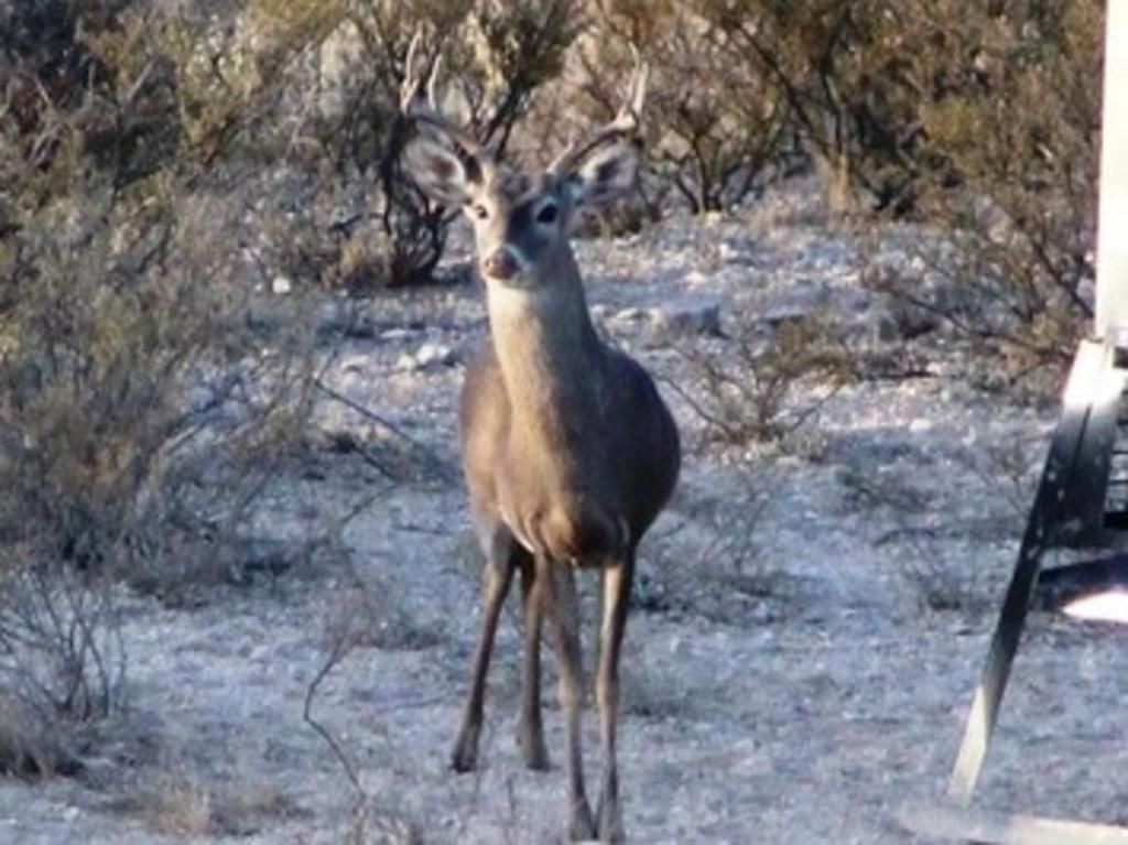 186.8 acres in Val Verde County, Texas