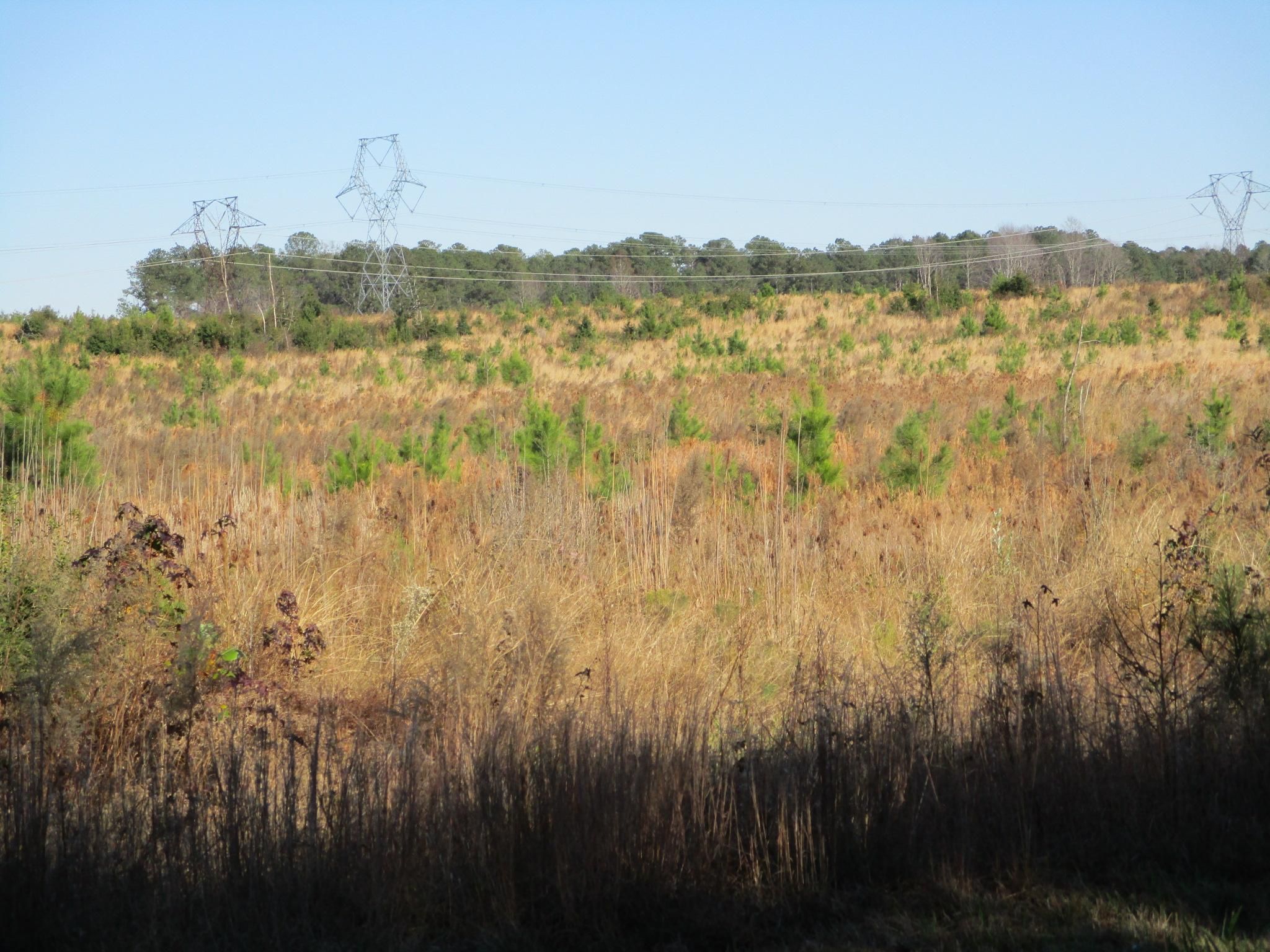 70 acres in Prince County, Virginia