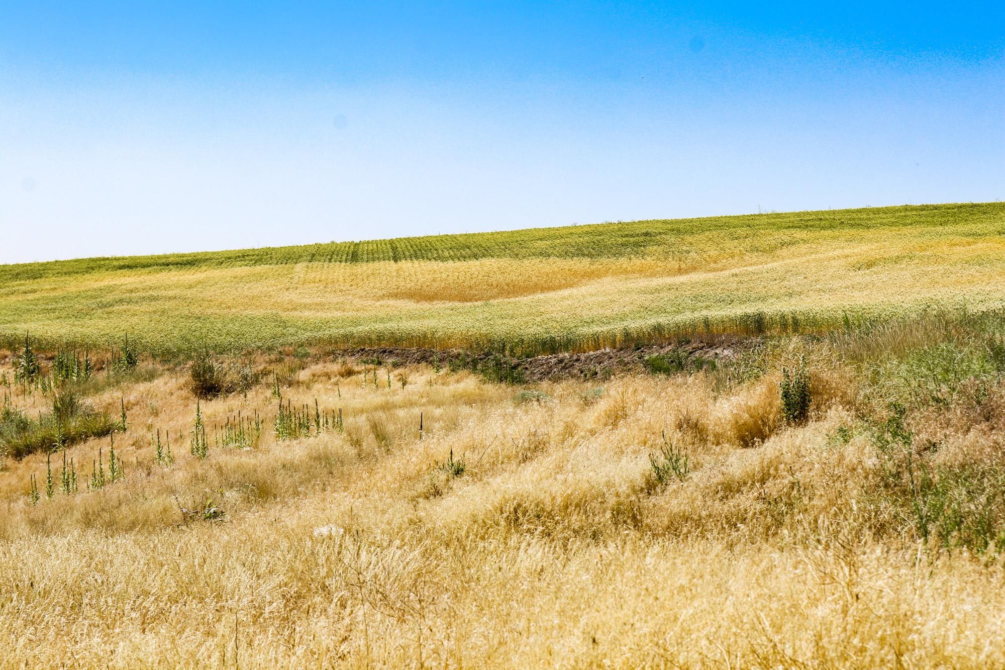 1,200 acres in Lincoln County, Washington