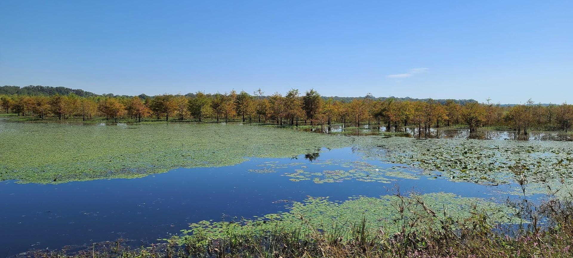 1,200 acres in Richland Parish, Louisiana