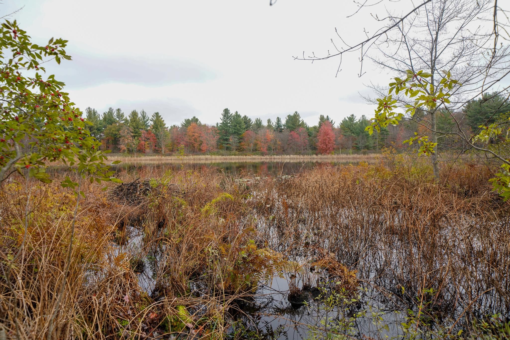 40 acres in Montcalm County, Michigan