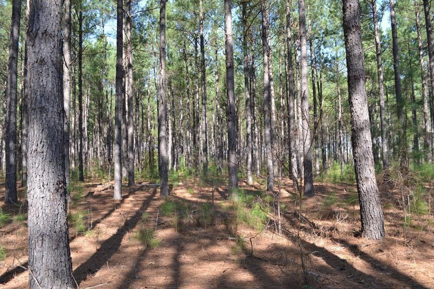 6 acres in Clarendon County, South Carolina