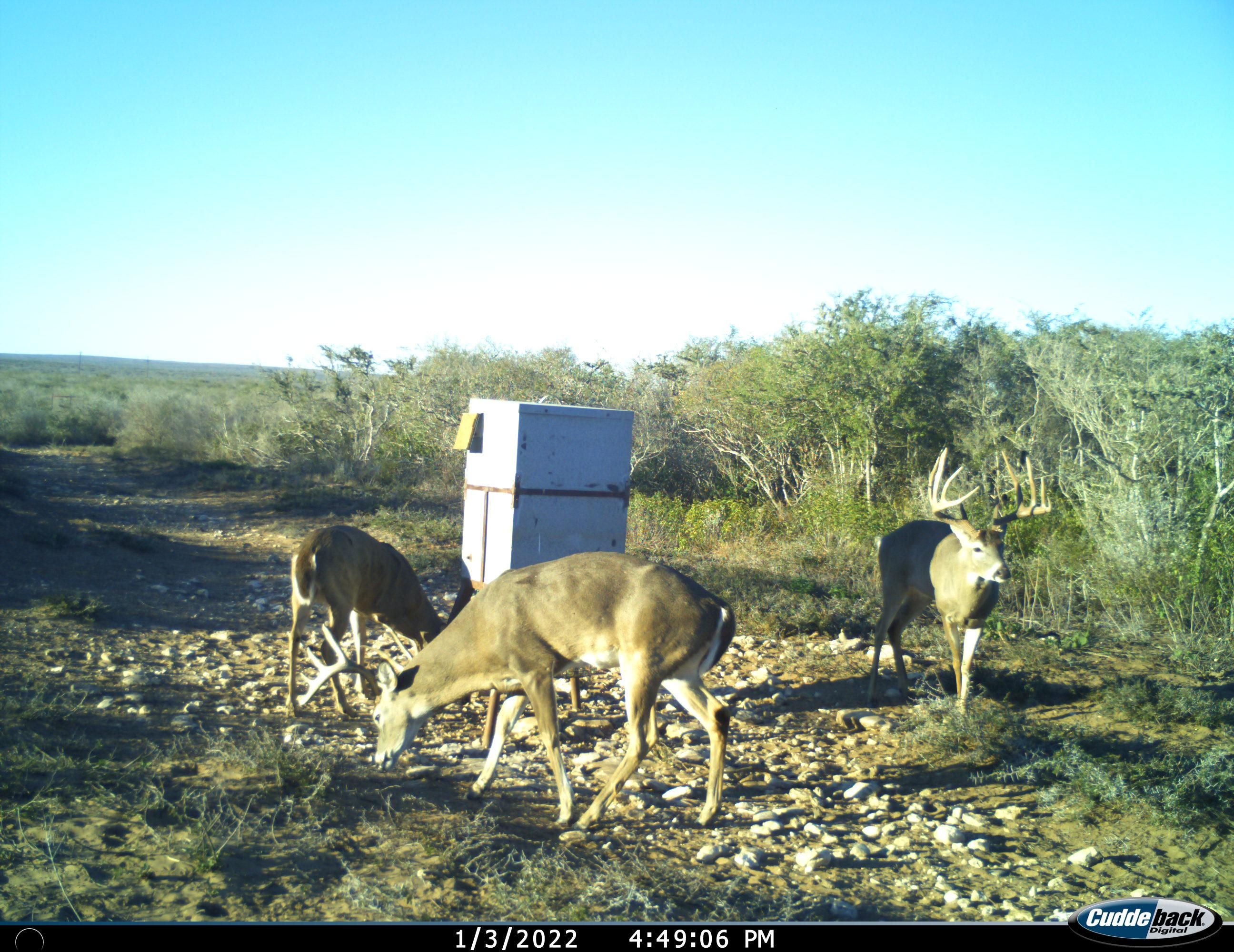 84 acres in Duval County, Texas