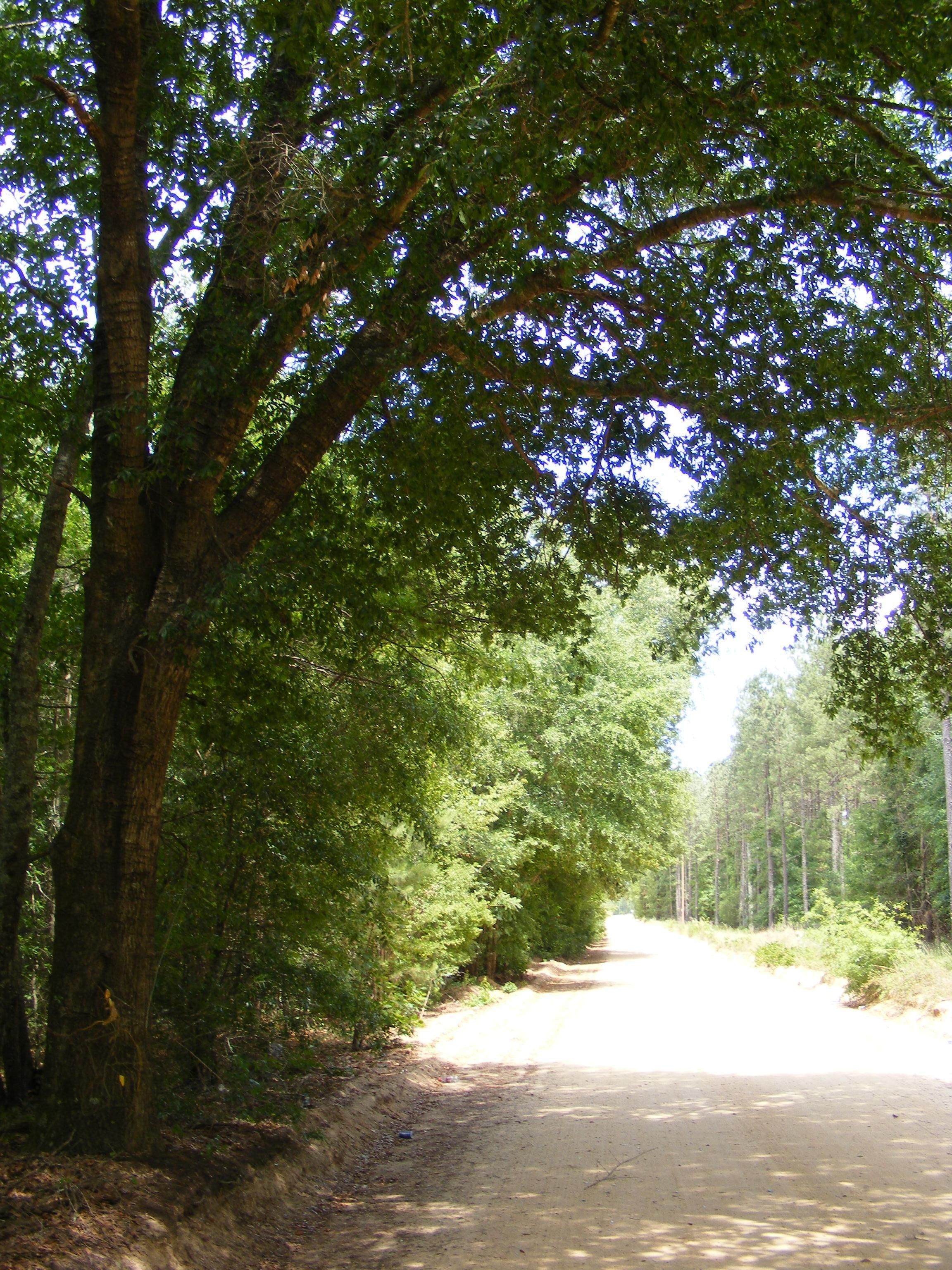 29 acres in Aiken County, South Carolina