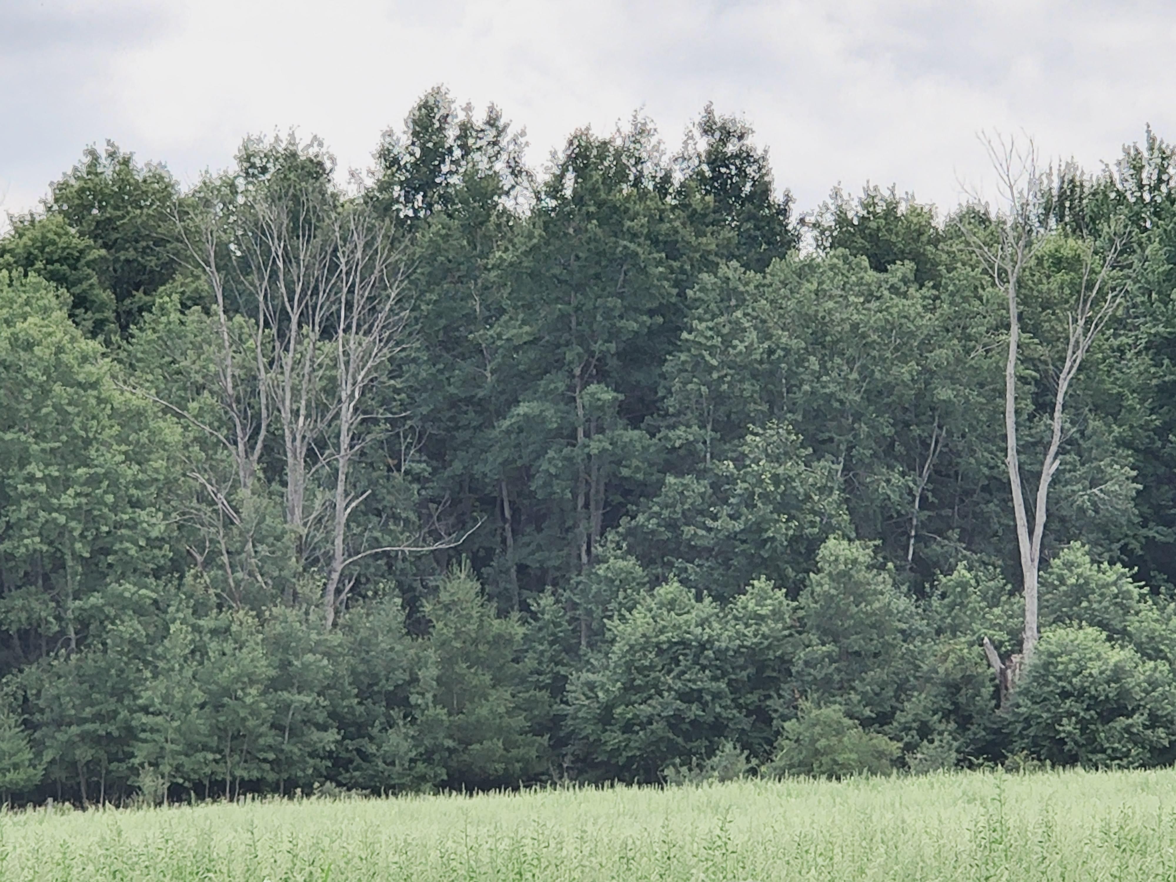 10 acres in Osceola County, Michigan