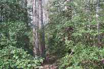 Properties Of Susan Scruggs With Real Estate Diversified In Shelby Nc