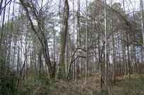 Properties Of Susan Scruggs With Real Estate Diversified In Shelby Nc