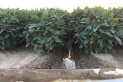 Properties Of Cole Fields With Brokersouth Ag In Monroe La