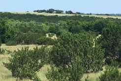 Properties Of Christi Black With Black Real Estate In Hico Tx