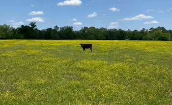 Talladega County Gis Land Parcel Land For Sale, Property For Sale In Talladega County, Alabama | Lands Of  America