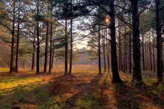 Land For Sale Property For Sale In Marshall County Mississippi Lands Of America