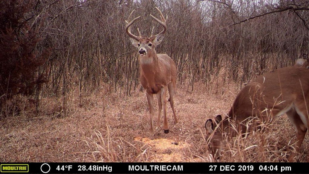 Marion County Kansas Whitetail Deer Hunting Land