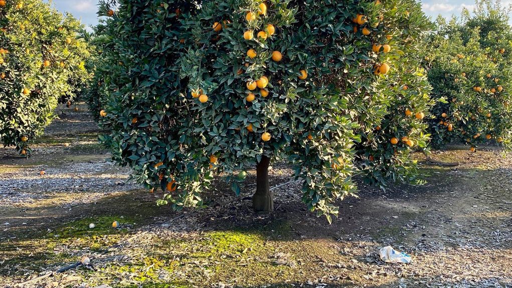 19.81 Ac. Citrus, Porterville